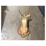 TAXIDERMY DEER HEAD MOUNT