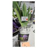 IRIS TUBER PLANT
