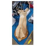 DEER TAXIDERMY MOUNT