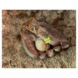 BASEBALL GLOVE AND BALL