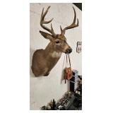DEER TAXIDERMY MOUNT