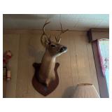 DEER MOUNT