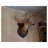 DEER MOUNT