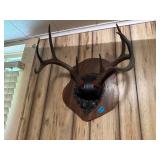 MOUNTED DEER ANTLERS