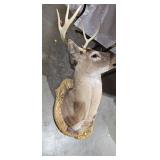 DEER HEAD TAXIDERMY MOUNT