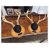 MOUNTED ANTLER LOT
