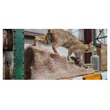 MOUNTED TAXIDERMY