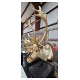 ELK MOUNT