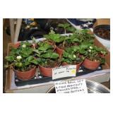 BOX OF 16 STRAWBERRY PLANTS