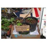 3 THORNLESS BLACKBERRY PLANTS
