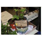 3 THORNLESS BLACKBERRY PLANTS