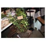 NANDINA PLANT 40-48"