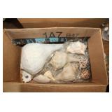 BOX OF VARIOUS SEA SHELLS