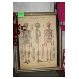 FRAMED SKELETAL SYSTEM 25 X30
