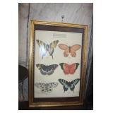 FRAMED BUTTERFLIES 24X 35