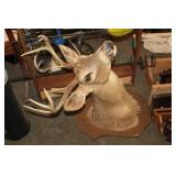 DEER HEAD MOUNT