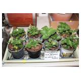 LOT OF STRAWBERRY PLANTS