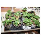 LOT OF STRAWBERRY PLANTS