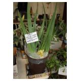 IRIS PLANT