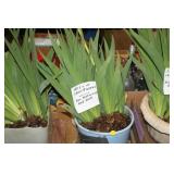 IRIS PLANT