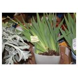 IRIS PLANT