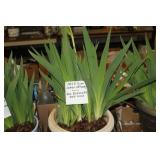 IRIS PLANT