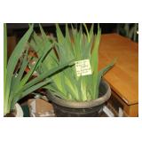 IRIS PLANT