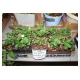 LOT OF STRAWBERRY PLANTS