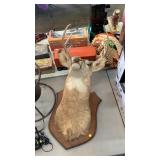 Deer mount