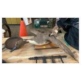 DUCK MOUNT