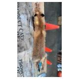 Red fox fur