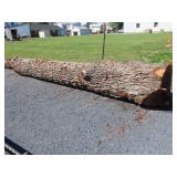 Large 17 Foot Walnut Log