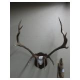13 Point Mounted Elk Rack