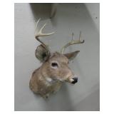 7 Point Neck Mount White Tail Buck