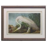 WHITE HERON BY JOHN J. AUDUBON