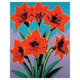 Amaryllis Pop I Limited Edition by Pop Ave