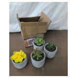 Succulent Decor