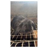 Holland lop doe out of harlequin parents 7 weeks