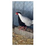 3 year old Sliver Male Pheasant  Beautiful color