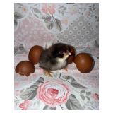Fudge Egger Chicks (5 Count ï¿½ Straight Run)
