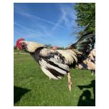 Easter Egger Bantam Rooster