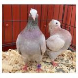 Proven pair of mookies a easy bird to keep