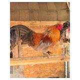 Easter egger rooster- 1.5 y/o not mean.