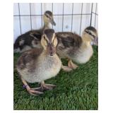 3 Grey Call Ducklings
