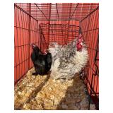 Pair Cochin bantams frizzle & Smooth