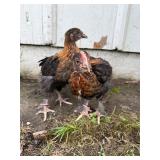 Chocolate Egger Cockerel & Pullet Pair