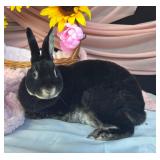 2 year old Black Otter With good pedigree