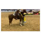 8 year old gelding 16h western pleasure