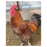 Blue laced red wyandotte rooster