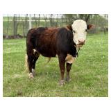 Herman. 2y/o mini Hereford x mini zebu